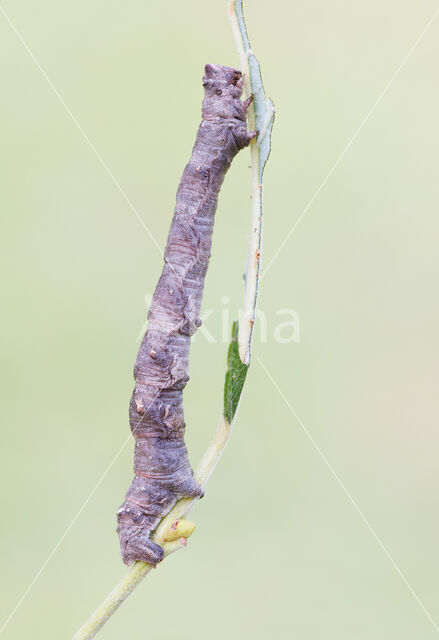 Vroege spanner (Biston strataria)