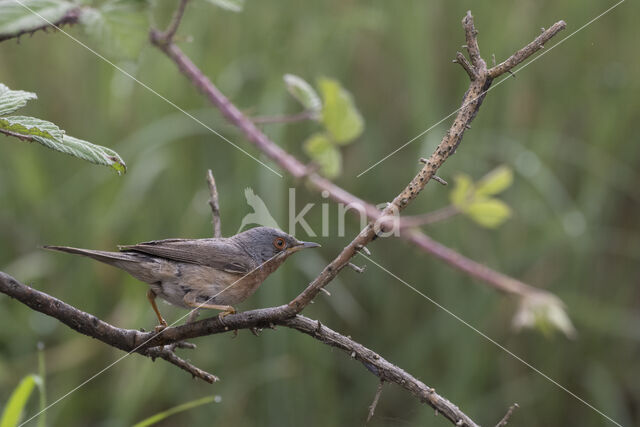 Baardgrasmus (Sylvia cantillans)