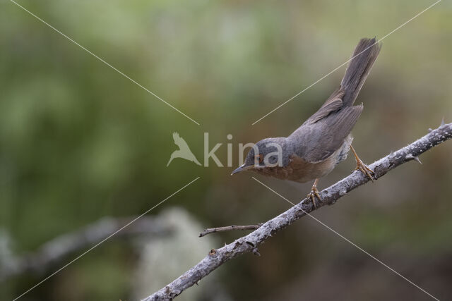 Baardgrasmus (Sylvia cantillans)