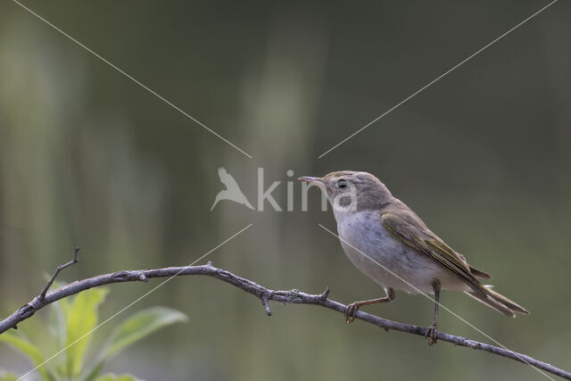 Bergfluiter (Phylloscopus bonelli)