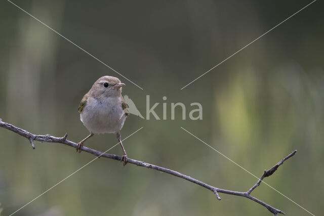 Bergfluiter (Phylloscopus bonelli)