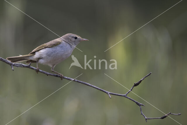 Bergfluiter (Phylloscopus bonelli)