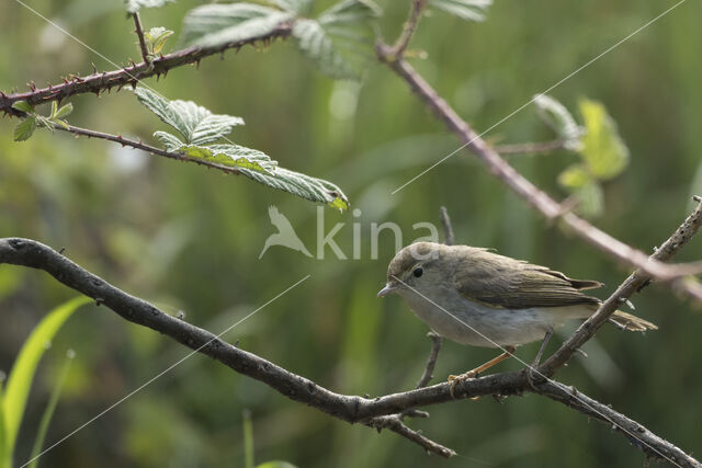 Bonelli's Warbler (Phylloscopus bonelli)