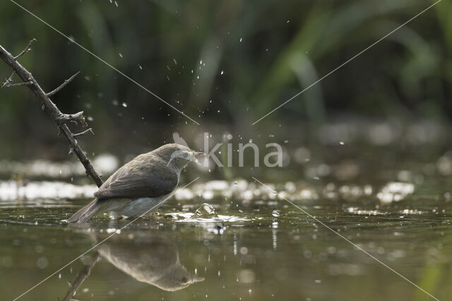 Bonelli's Warbler (Phylloscopus bonelli)