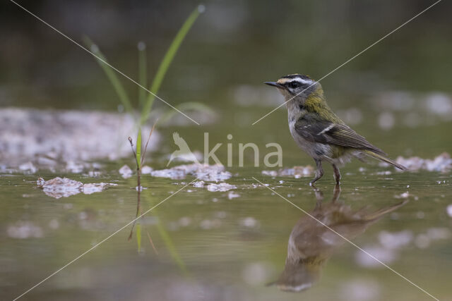 Firecrest (Regulus ignicapillus)