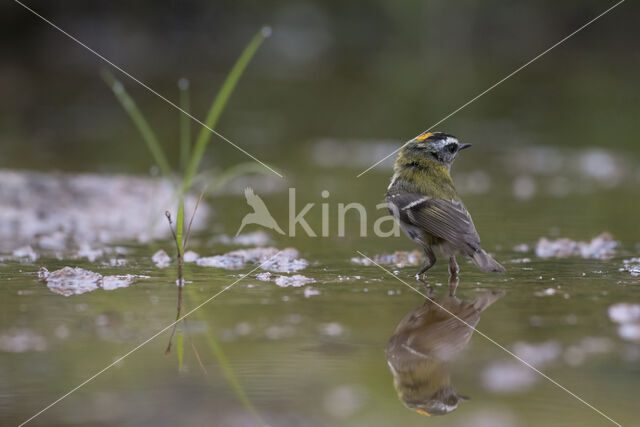 Firecrest (Regulus ignicapillus)