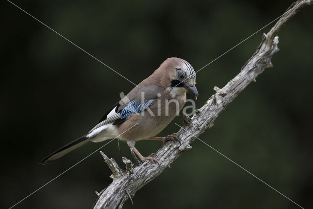 Vlaamse Gaai (Garrulus glandarius)