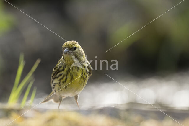 European Serin (Serinus serinus)