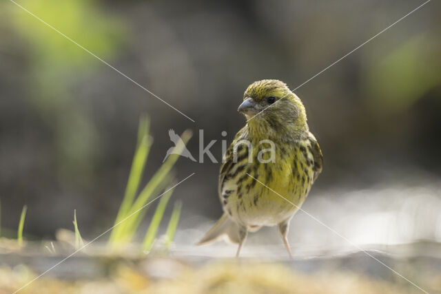 European Serin (Serinus serinus)