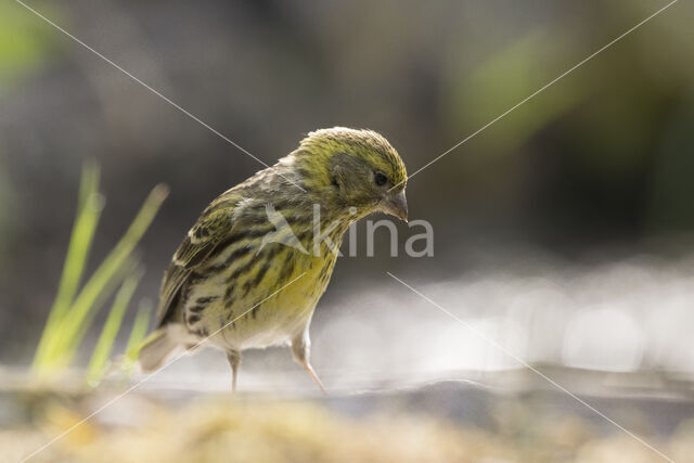 European Serin (Serinus serinus)