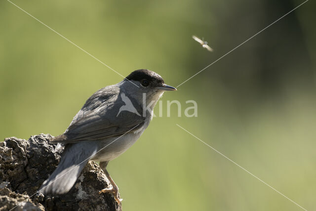 Blackcap (Sylvia atricapilla)