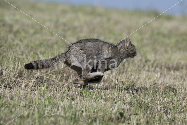 Wilde kat (Felis silvestris)