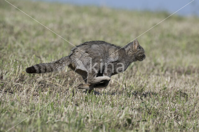 Wilde kat (Felis silvestris)