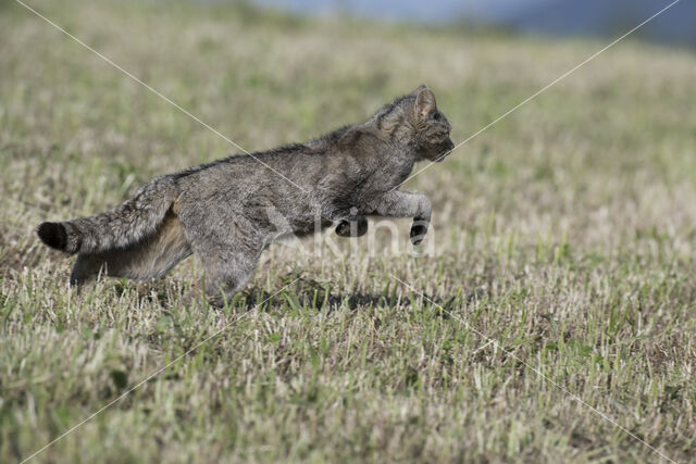 Wilde kat (Felis silvestris)