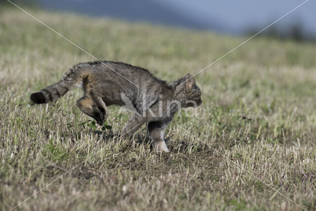 Wilde kat (Felis silvestris)