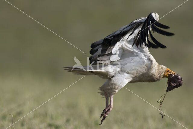 Egyptian vulture (Neophron percnopterus)