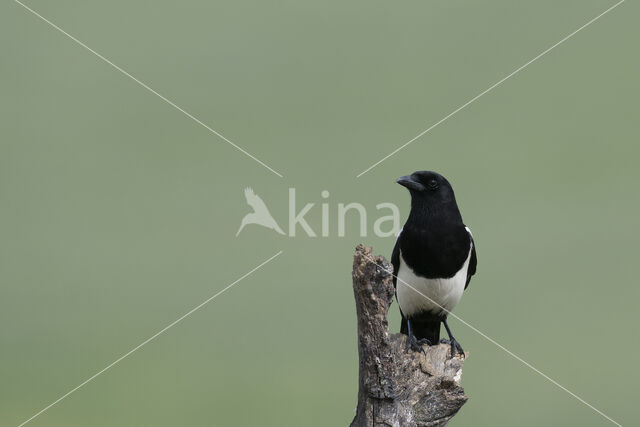 Black-billed Magpie (Pica pica)