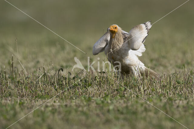 Egyptian vulture (Neophron percnopterus)