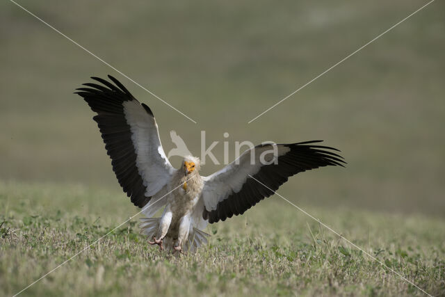 Egyptian vulture (Neophron percnopterus)