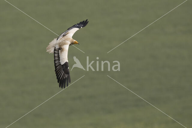 Egyptian vulture (Neophron percnopterus)