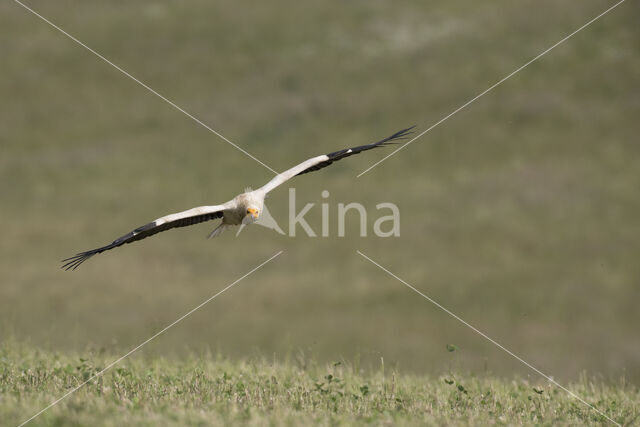 Egyptian vulture (Neophron percnopterus)