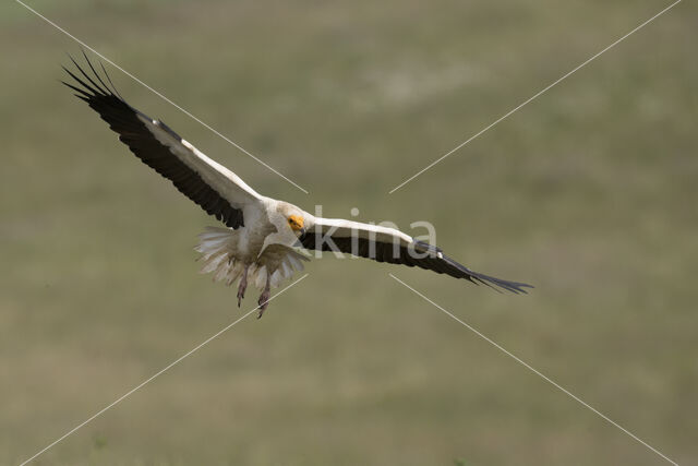 Egyptian vulture (Neophron percnopterus)