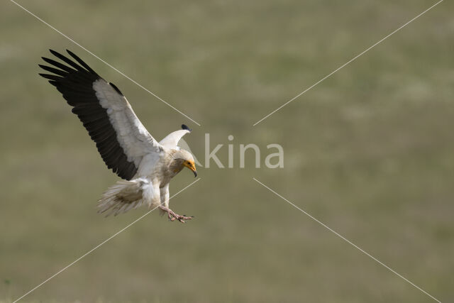 Egyptian vulture (Neophron percnopterus)