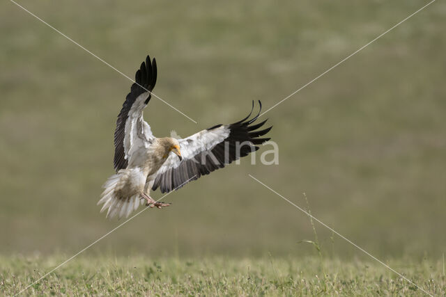 Egyptian vulture (Neophron percnopterus)