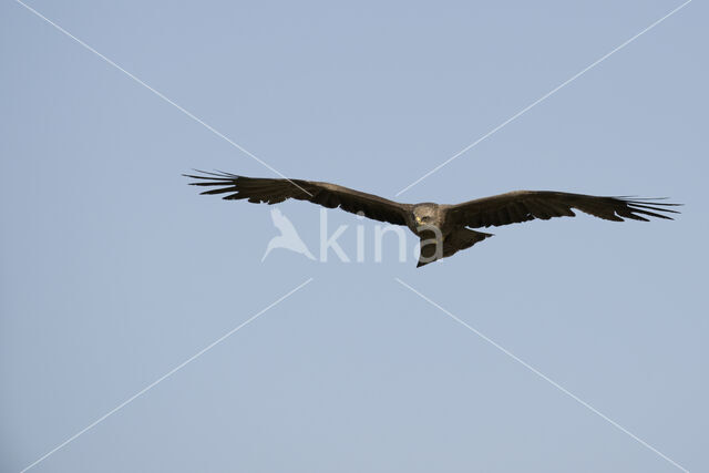 Black Kite (Milvus migrans)