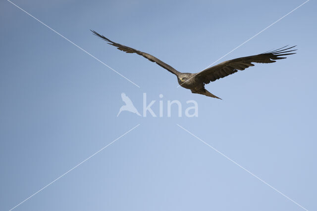 Black Kite (Milvus migrans)