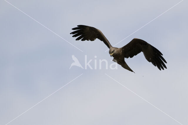 Zwarte Wouw (Milvus migrans)