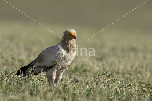 Egyptian vulture (Neophron percnopterus)