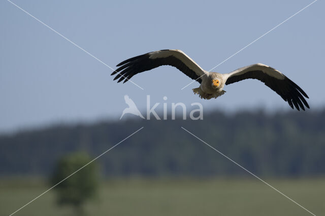 Egyptian vulture (Neophron percnopterus)