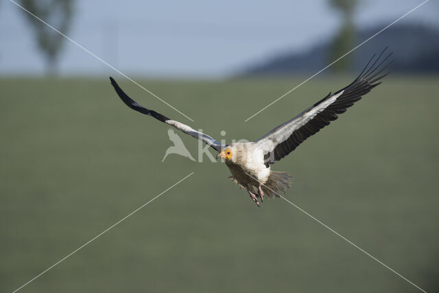 Egyptian vulture (Neophron percnopterus)