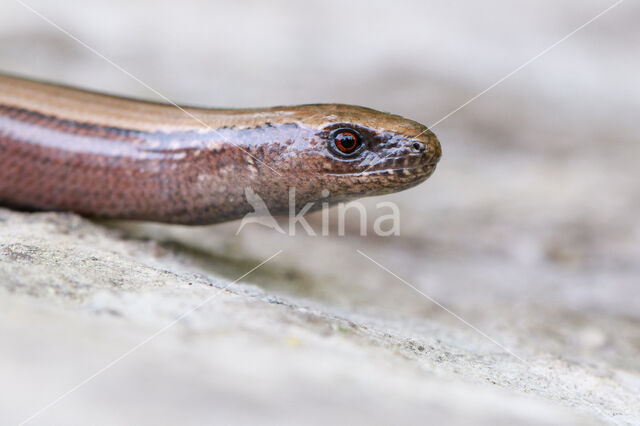 Hazelworm (Anguis fragilis)