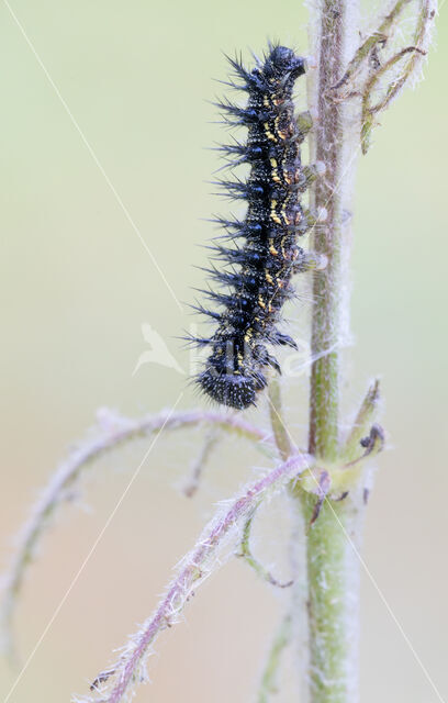 Kleine vos (Aglais urticae)