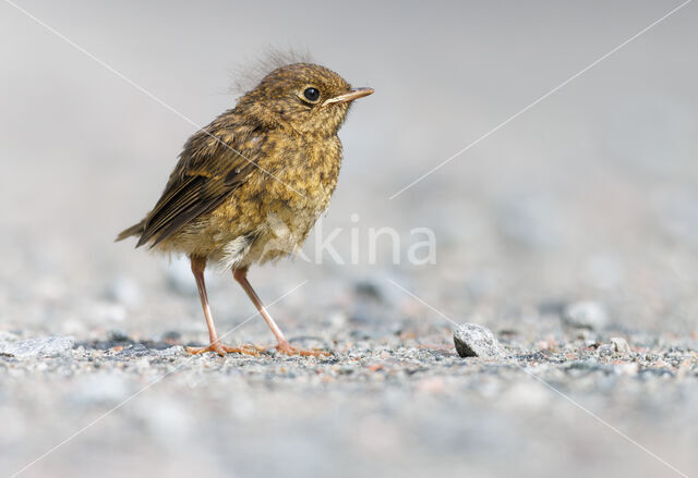 European Robin (Erithacus rubecula)