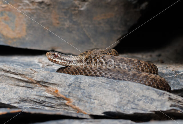 Adder (Vipera berus)