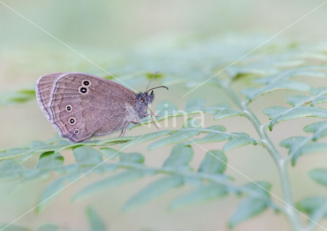 Ringlet (Aphantopus hyperantus)