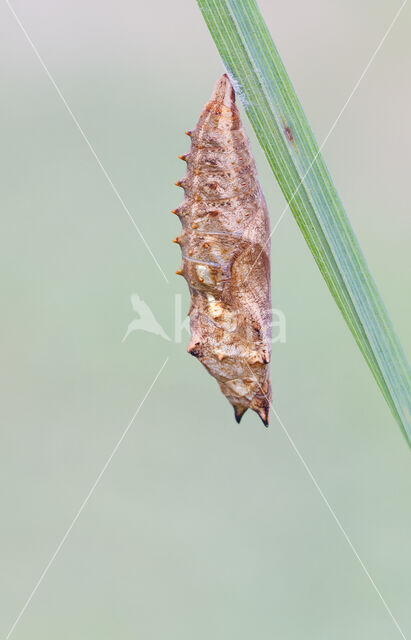 Kleine vos (Aglais urticae)