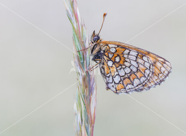 Heath Fritillary (Melitaea athalia)