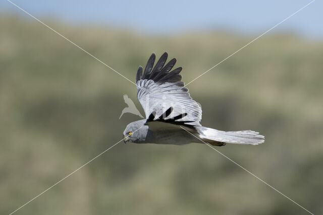 Northern Harrier