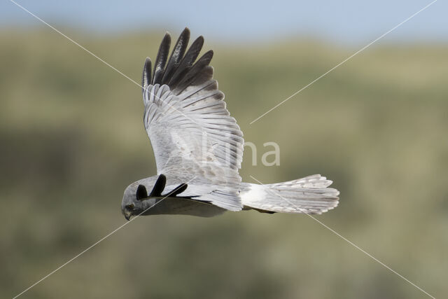 Northern Harrier