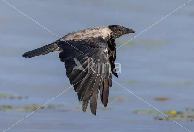 Hooded Crow (Corvus cornix)