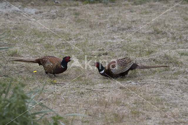 Ring-necked Pheasant (Phasianus colchicus)