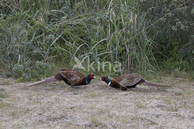 Ring-necked Pheasant (Phasianus colchicus)