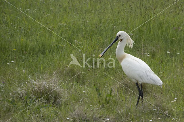 Eurasian Spoonbill (Platalea leucorodia)