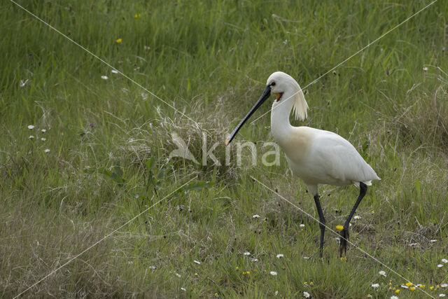 Lepelaar (Platalea leucorodia)