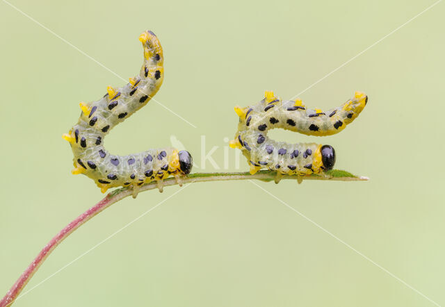 Birch sawfly (Craesus septentrionalis)