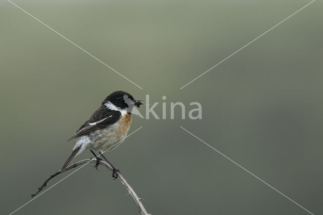 European Stonechat (Saxicola rubicola)